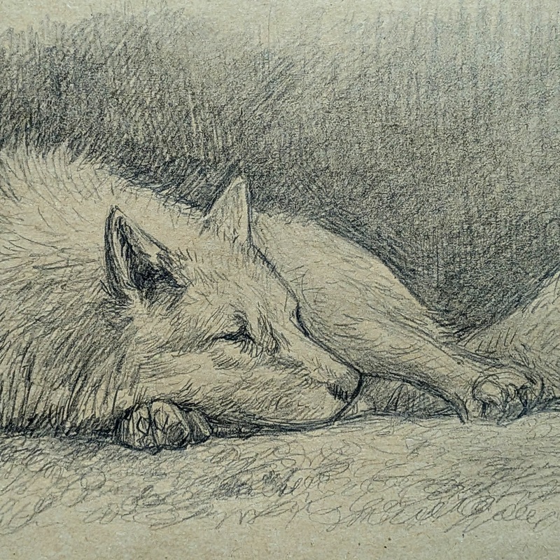 2026/06 Pencil sketch of a wolf sleeping